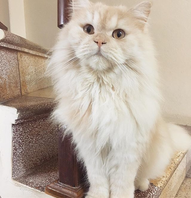 meepothecat's tweet photo. Waching meowmy prepare dinner 👀😽❤️😻
.
.
.
.
#meepocat #cat #cats #catsofinstagram #catstagram #cute #kitten #topcatphoto #adorable #catlover #bestmeow #gato #meow #fluffy #instacat #petsagram #kawaii #catoftheday #ilovemycat #catlovers #we_love_c… https://t.co/f16seb8unu https://t.co/MW4v3m2b0v