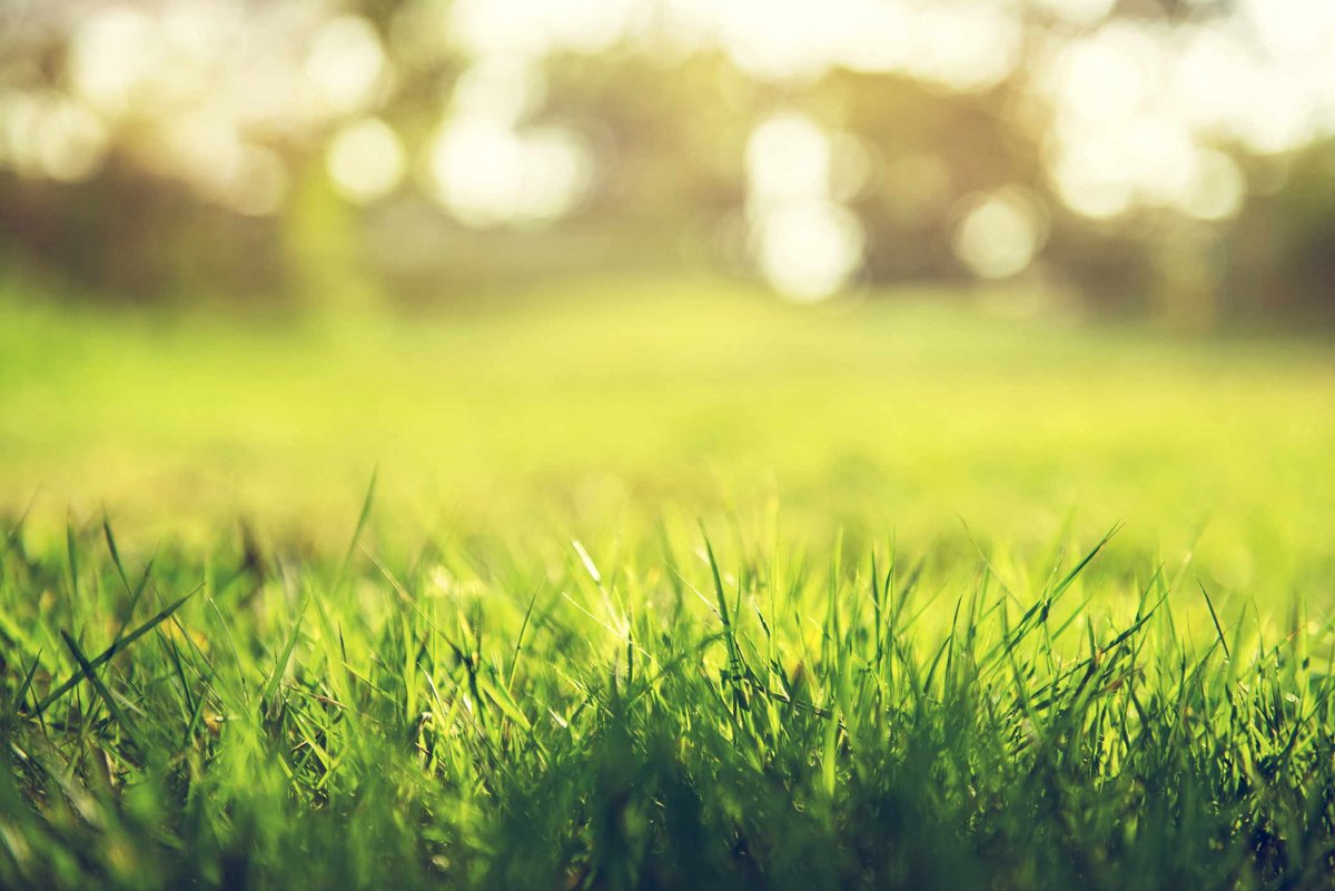 SoloLandscape's tweet photo. How many times a week do you tend to your lawn? https://t.co/evNVdyawq1