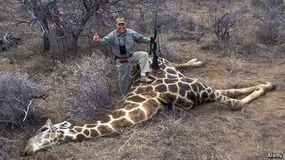 “Well done. You managed to shoot a stationery, 14 foot peaceful creature with a high velocity rifle. Very sporting 😠!!' RT if you want a GLOBAL ban on #TrophyHunting NOW! @rickygervais