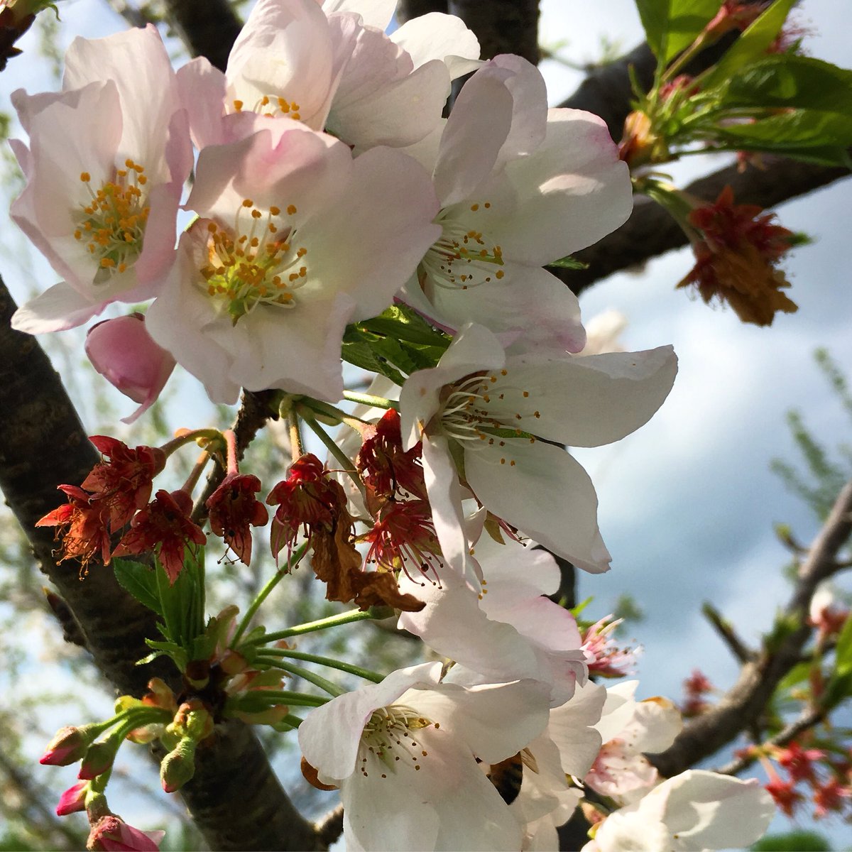 Hunter_Trees's tweet photo. Beautiful Yoshino Cherry blooms #huntertrees https://t.co/PqMVmsYVGd