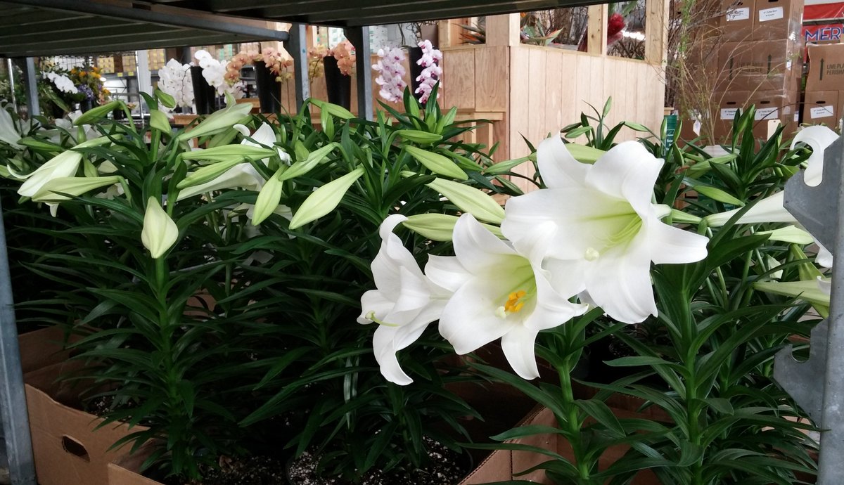 rjcarbone's tweet photo. Easter Lilies Are Shipping

#Easter, #EasterLilies, #Lilies https://t.co/8JIv0PDcN5