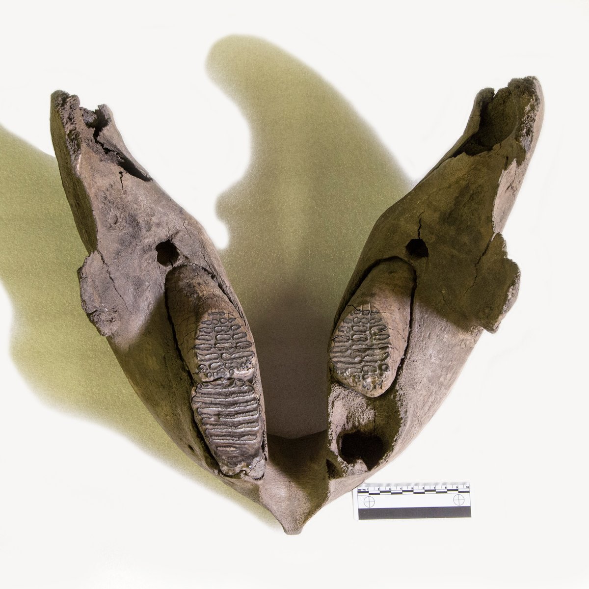 CMNH Zoology (@CMNHzoology) / Posts / X