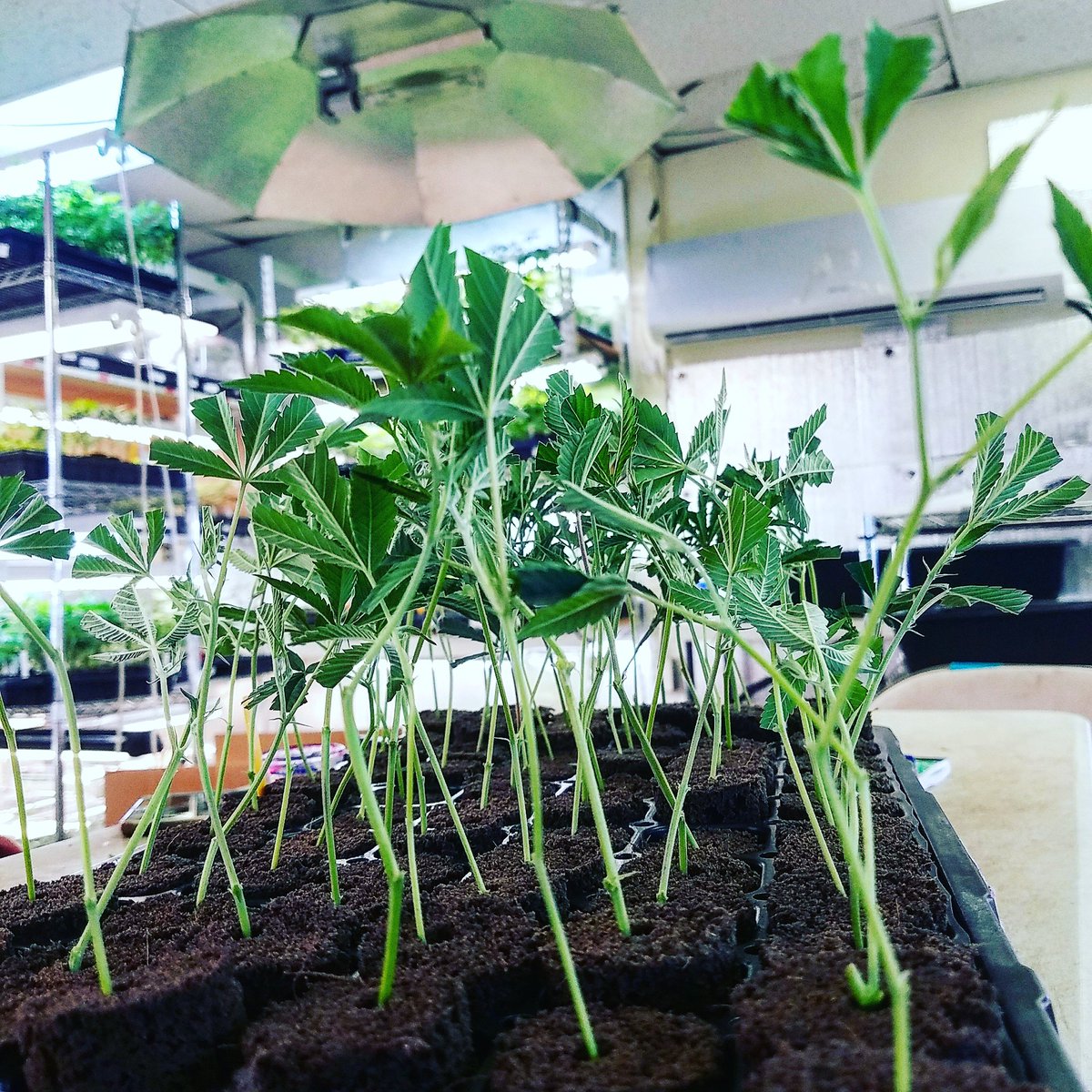 ClonesBros's tweet photo. Remember, excessive roots require additional water &amp; nutrients. Head to our website to learn why a teen plant might be the best option for you. 

https://t.co/KJ7s3HQ6lh https://t.co/hTBmgMxpMx