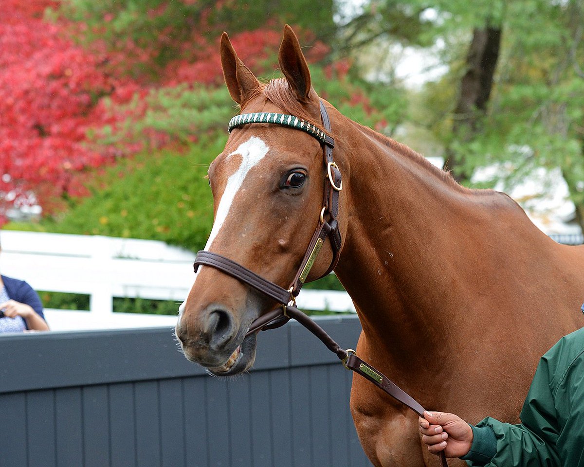 BloodHorse's tweet photo. Stellar Wind in Ireland, to be Bred to Galileo https://t.co/ihBj01QTJv @BH_EMitchell https://t.co/9EtKqLbNEf