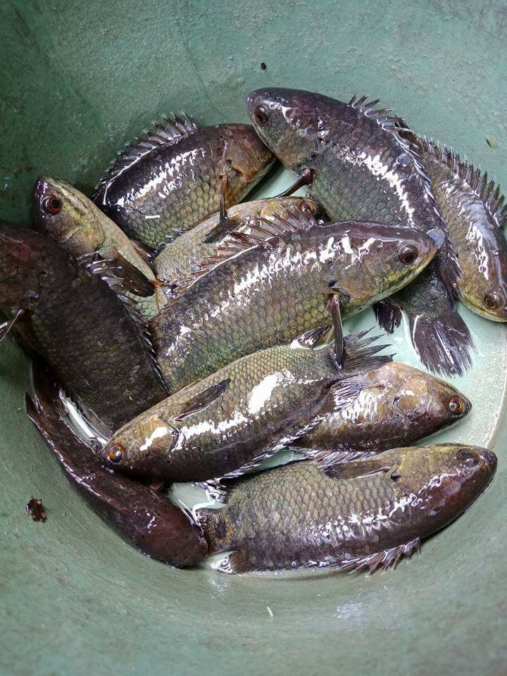 indigenous fresh water fish "Betok"