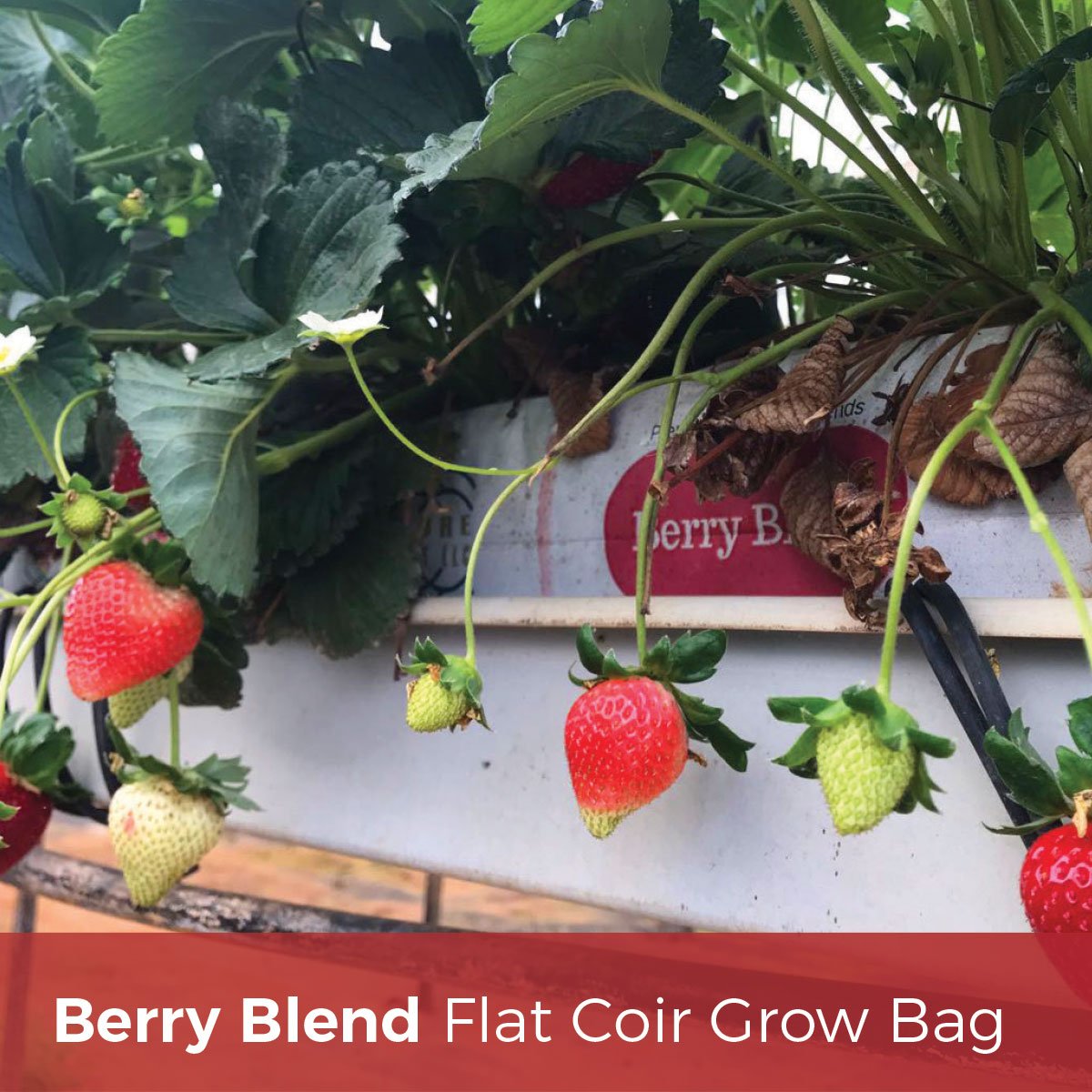 lichengroup's tweet photo. Blended specifically for strawberry production, the Berry Blend has just the right amount of moisture retention and drainage for heavy bearing berry crops. #BerryFarming #growingmediums #coir #cocopeat @FibreDustLLC https://t.co/N1IqXf9MXC