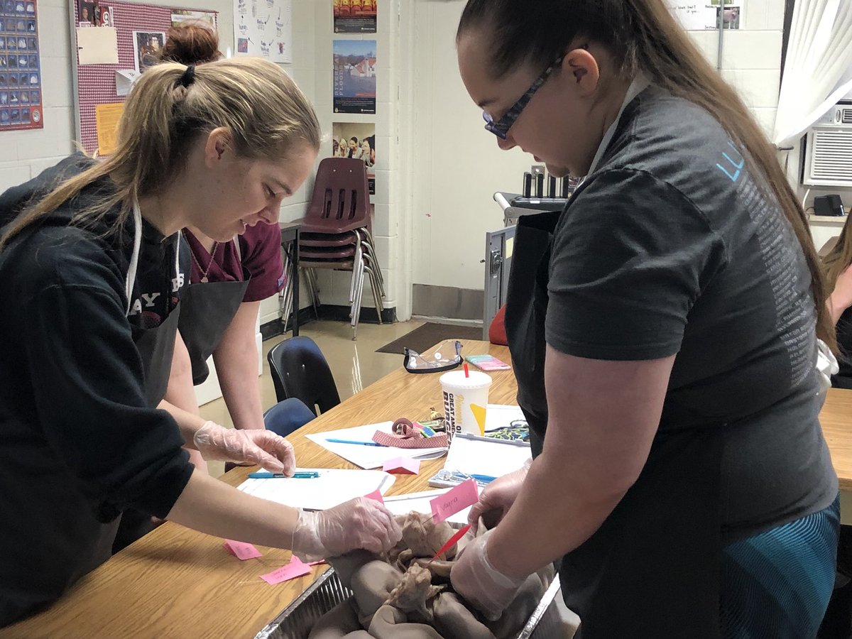 vet_pr's tweet photo. Today Juniors explored the female reproductive tracts of a cow, sow and ewe to examine structure and differences of each. They even found a few surprises! #doingtolearn #Inquiry https://t.co/7wkXRK7vDL