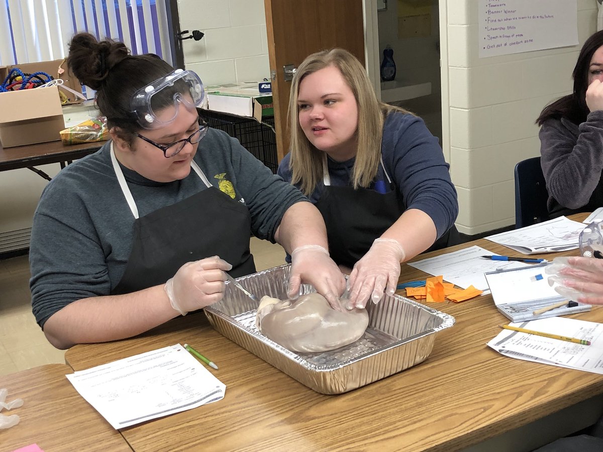 vet_pr's tweet photo. Today Juniors explored the female reproductive tracts of a cow, sow and ewe to examine structure and differences of each. They even found a few surprises! #doingtolearn #Inquiry https://t.co/7wkXRK7vDL