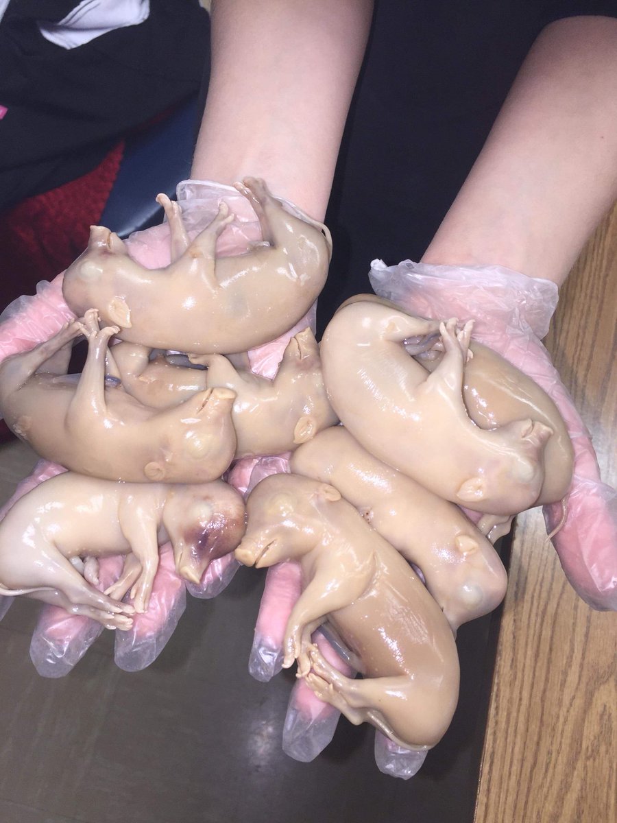 vet_pr's tweet photo. Today Juniors explored the female reproductive tracts of a cow, sow and ewe to examine structure and differences of each. They even found a few surprises! #doingtolearn #Inquiry https://t.co/7wkXRK7vDL