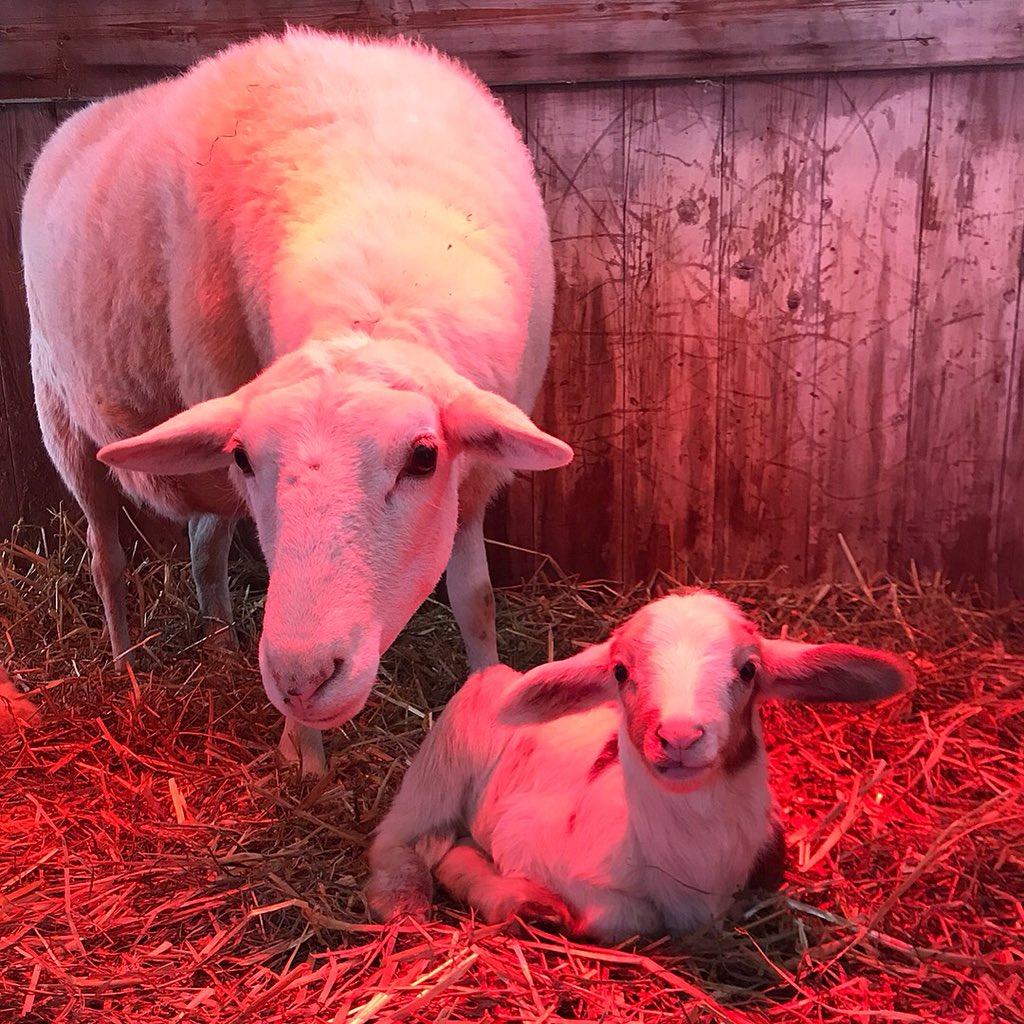 RodaleInstitute's tweet photo. Spring time is baby time!
#organicfarm #organicfarming #organichogs #organicpigs #organicpork #organiclivestock #organicraised #pasturedhogs #pasturedpigs #pasturedpork #pasturedraised #pastured #organicsheep #pasturedsheep #organiclamb #pasturedlamb #piglets #lambs https://t.co/FZTcbUwb9J