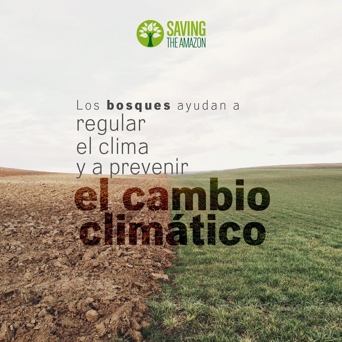BosquesDePaz's tweet photo. Los #bosques ayudan a regular y el clima y previenen el cambio climático.
Celebra el #DíaMundialDelClima con #SavingtheAmazon y ayúdanos a reforestar los #bosques de la #Amazonía.

Entra a https://t.co/d4TU6wAZyx y entérate cómo puedes ayudar. https://t.co/5uXwSNvJQo