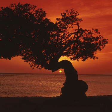 DiviResorts's tweet photo. Congrats! You made it through the first day of the week! You deserve a nice evening to relax 🌅 so here's a divi tree sunset pic just for you. ❤️
#diviresorts #discoverdivi #aruba #barbados #bonaire #stmaarten #relax #vacation #travel #paradise #sunset #beachsunset #divitree https://t.co/zJ7OpNqmbP