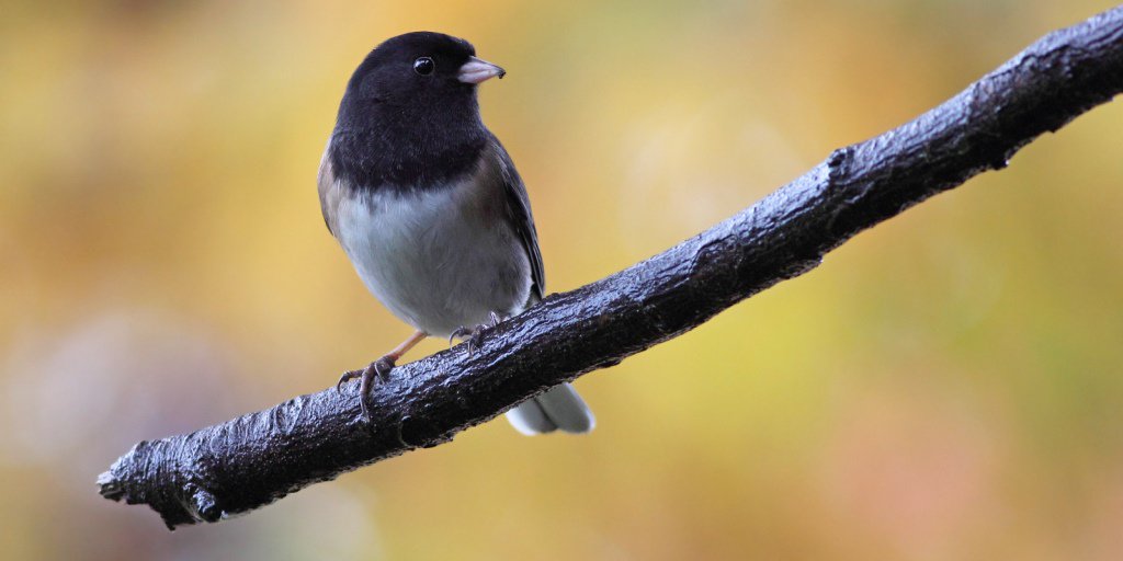 Vancouver Park Board On Twitter Bird Of The Week The Dark Eyed