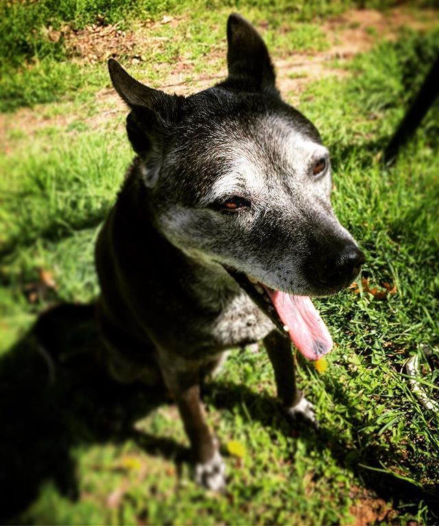baileyandrushie's tweet photo. It’s a beautiful day to be outside!🌅 #beautifulday 
#cutedogs #cutedog #dog #doggos #dogs #labmix #doglove #dogsofig #doglover #doglife #labs #labradors #basenjis #dogsofinstagram #cutelabs #cutepets #pets #petlife #puppies #cutepuppies #doggielove #doggiedays #boop #dogdays… https://t.co/W1BJ1YnYZ0