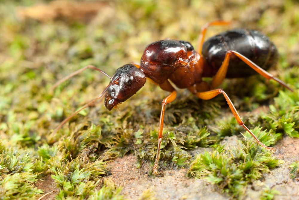 Colonies117's tweet image. Check out the blog to know why it is illegal to ship queen ants across state lines in the US.
buff.ly/2IP8Psd
#Ants #AntFarms #AntFarmsforsale