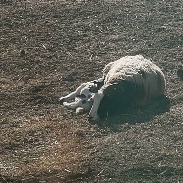 NesFarm's tweet photo. Family sunbath
#JacobSheep #Lamb18 https://t.co/1FV0HgS9mh https://t.co/WRvHLOprzc