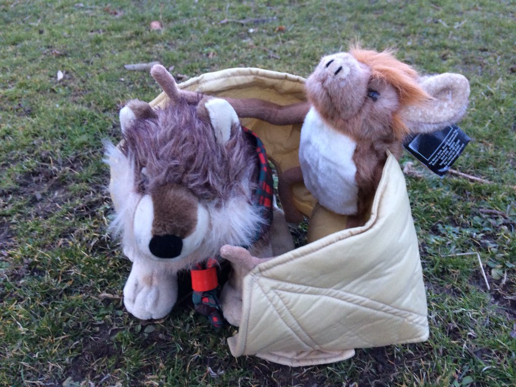 Cubs17th's tweet photo. We are all batty for #bats. On a bat hunt in the park where Welpie made a new friend #Cubs #Aberfeldy  Thanks to @JeannieGrant9 for helping and telling us all about our little chums https://t.co/KBsTvPBGgf