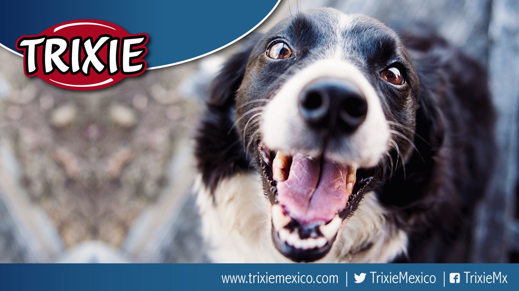 TrixieMexico's tweet photo. Jugar con nuestro perro es una de las cosas más importantes que podemos hacer por ellos y por nosotros. #HazloTrixie https://t.co/pD6zaSBpIG