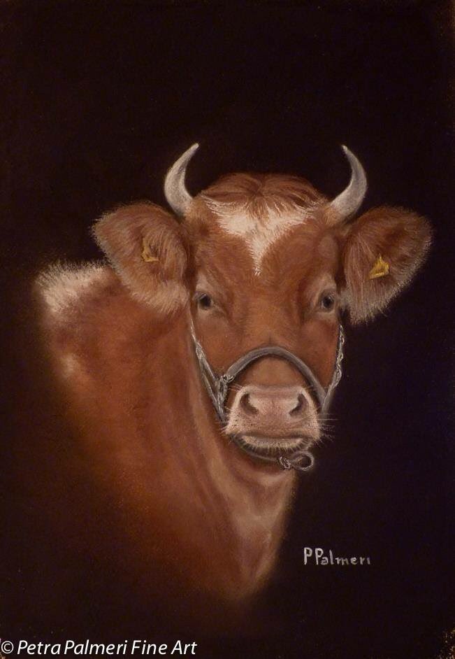 PetraPalmeri's tweet photo. ‘Guernsey bull ‘ Pastel . 25x35 cm #guernseybull #bull #Guernsey #pastelpainting #bullportrait #animalportrait https://t.co/CnJw2X87mt