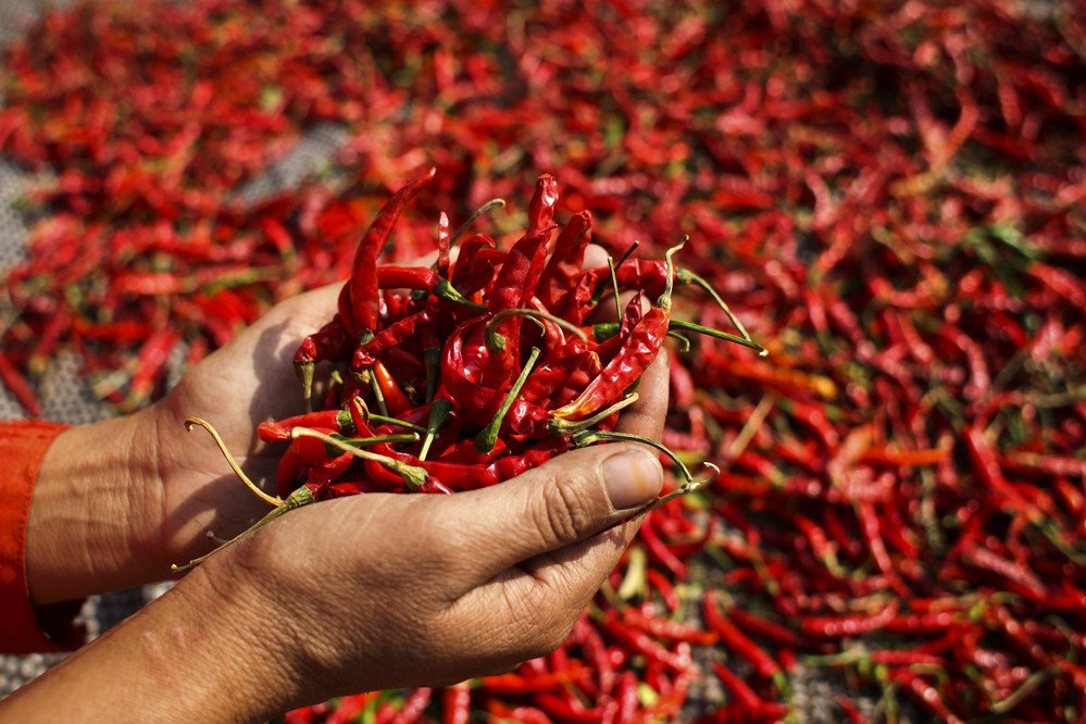 IFAD's tweet photo. Smallholder #farmers are the main producers of #food globally and provide 60 to 80% of the food produced in #developing countries. 

Learn why access to diverse #agricultural technologies is key https://t.co/Ed5QxRWSnL https://t.co/er3o8ogNK2