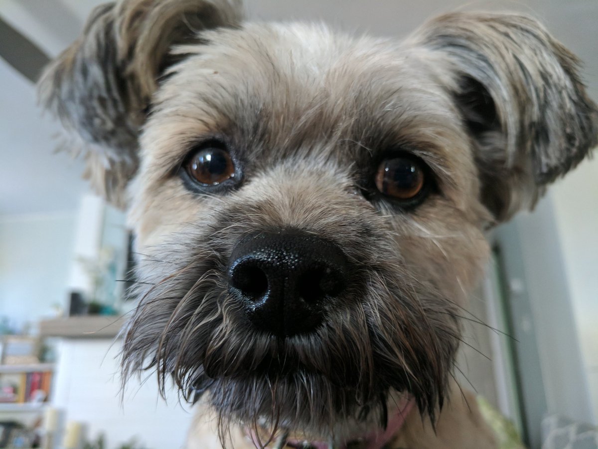 WeatherAubs's tweet photo. Well someone is happy I'm home from #SESVR18 Look at that face!!! https://t.co/DDLfNcOhXr