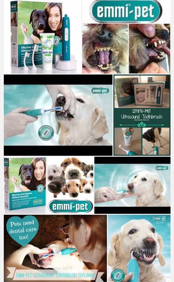 shampooch_k9's tweet photo. #Ultrasonic #Teeth #Cleaning #dogs #pamper #windermere https://t.co/LDdragNAYa