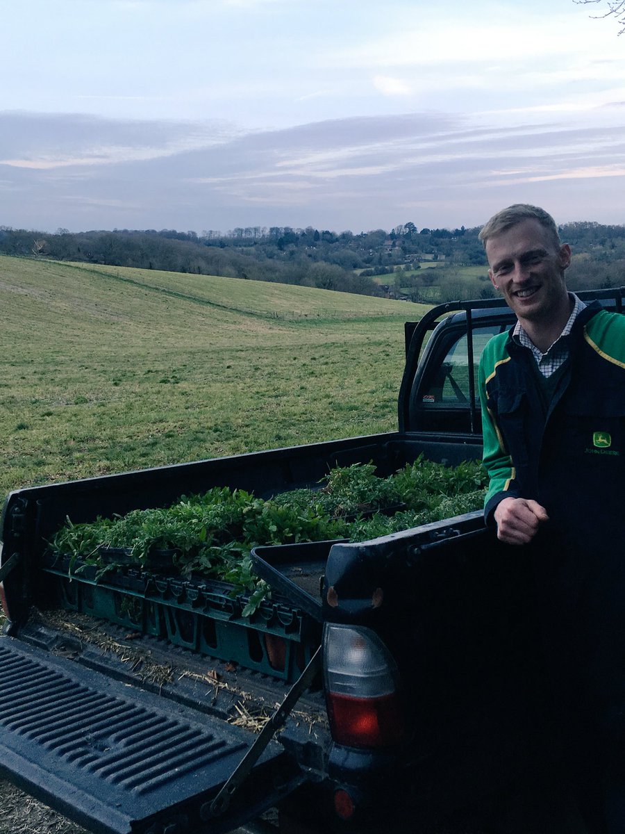 One man’s weeds are another Man’s treasure. Pulling weeds out of our stubble that will get used for #chelseaflowershow by <a href="/oakwords/">Paul Thomas</a> #wildflowers