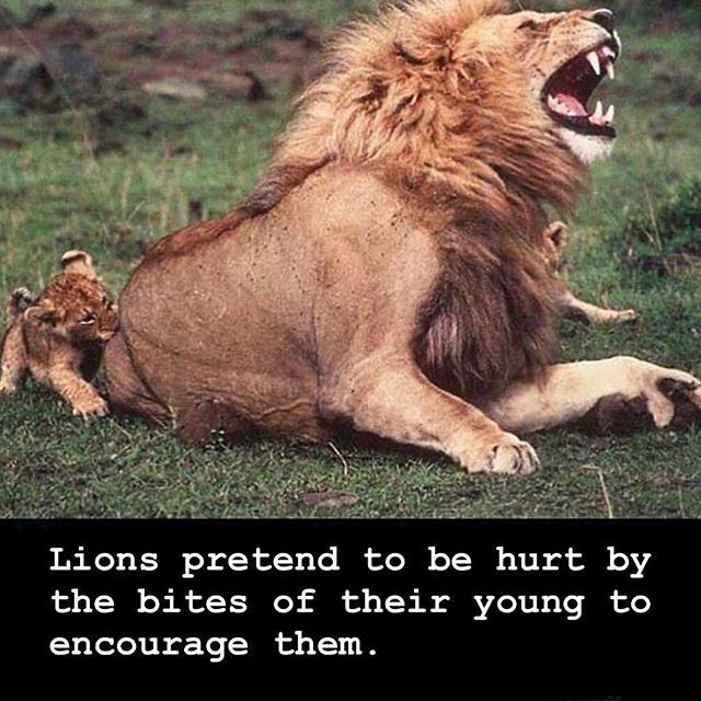 AISFORANIMALS's tweet photo. Animals are the best 🙌🏽🦁 RepostBy @jamesaspey: "How cool are animals! Also, don’t get any ideas, humans. Lions kill out of necessity. I might too, if I was in a survival situation.
Thankfully, we have an abundance of choice and can even eat meat made… https://t.co/1EVvXiRPiX https://t.co/GUWJKmIdbJ