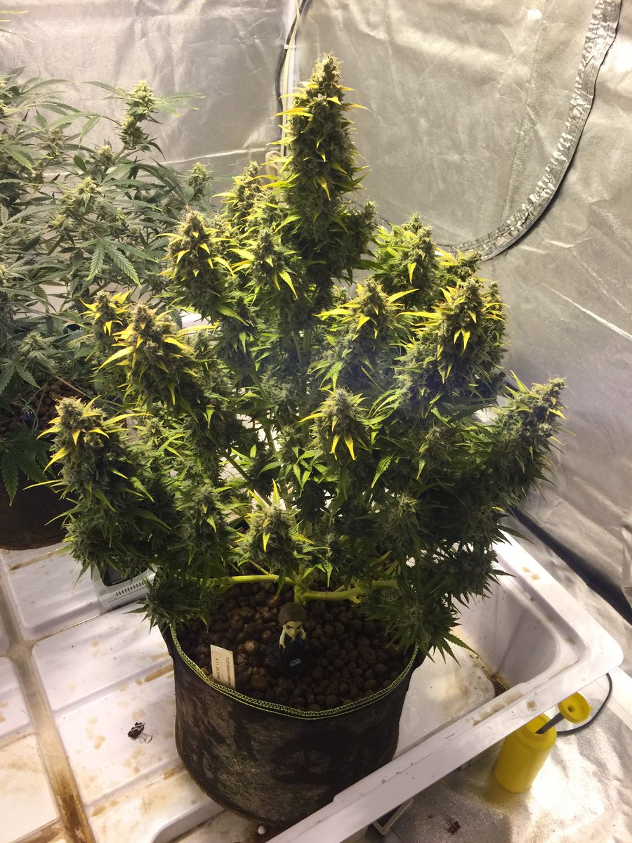 LaboratoriesC's tweet image. Tutankhamen auto fem day 110 just about to come down! Has really bulked up. Sorry for the slow start folks still fighting the hvac people to get the new system up and running! Any day now and the real fun begins! #cannabis #autoflower #grower #growingweed