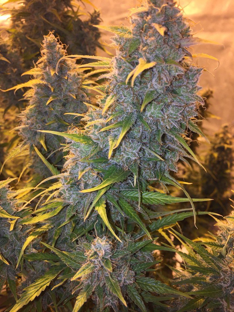LaboratoriesC's tweet image. Tutankhamen auto fem day 110 just about to come down! Has really bulked up. Sorry for the slow start folks still fighting the hvac people to get the new system up and running! Any day now and the real fun begins! #cannabis #autoflower #grower #growingweed