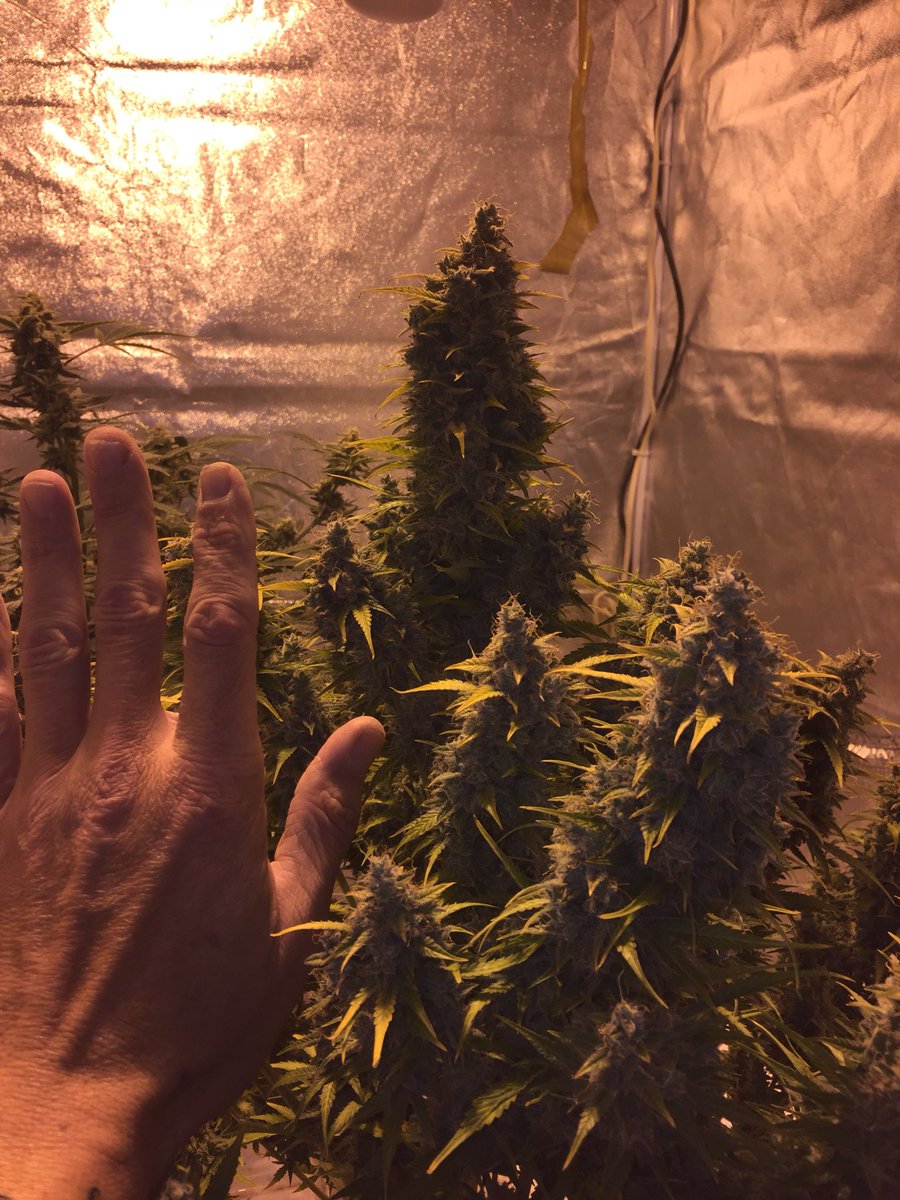 LaboratoriesC's tweet image. Tutankhamen auto fem day 110 just about to come down! Has really bulked up. Sorry for the slow start folks still fighting the hvac people to get the new system up and running! Any day now and the real fun begins! #cannabis #autoflower #grower #growingweed