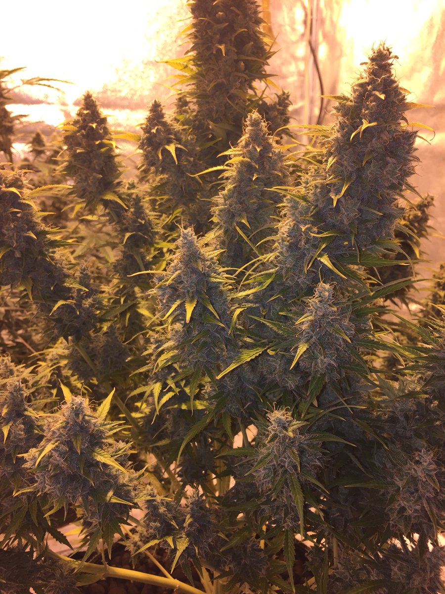 LaboratoriesC's tweet image. Tutankhamen auto fem day 110 just about to come down! Has really bulked up. Sorry for the slow start folks still fighting the hvac people to get the new system up and running! Any day now and the real fun begins! #cannabis #autoflower #grower #growingweed