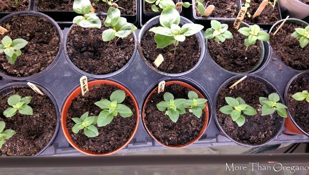 BethBillstrom's tweet photo. Thinking of growing herbs this season? Here's a great series of blog posts that can help you. Herb Starters: The Beginning. #herbs #growyourown #motivationmonday https://t.co/7EttektABI https://t.co/NDC3Ok0jge