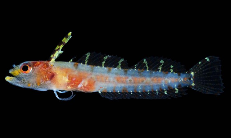 MBARI_News's tweet photo. Researchers at @NMNH discover new ocean zone called the #rariphotic zone. 

These tropical #deepreefs (between 130 - 309 meters) are rarely studied and scientists have found that 1/5 fish there is an entirely new species! https://t.co/isJEQQ2tqb @InterestingEngi https://t.co/JIJJ0oCobJ