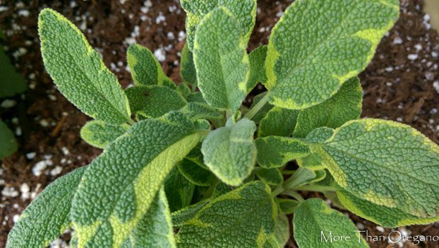 Thinking of growing herbs this season? Here's a great series of blog posts that can help you. Herb Starters: The Beginning. #herbs #growyourown #motivationmonday morethanoregano.com/herb-starters-…