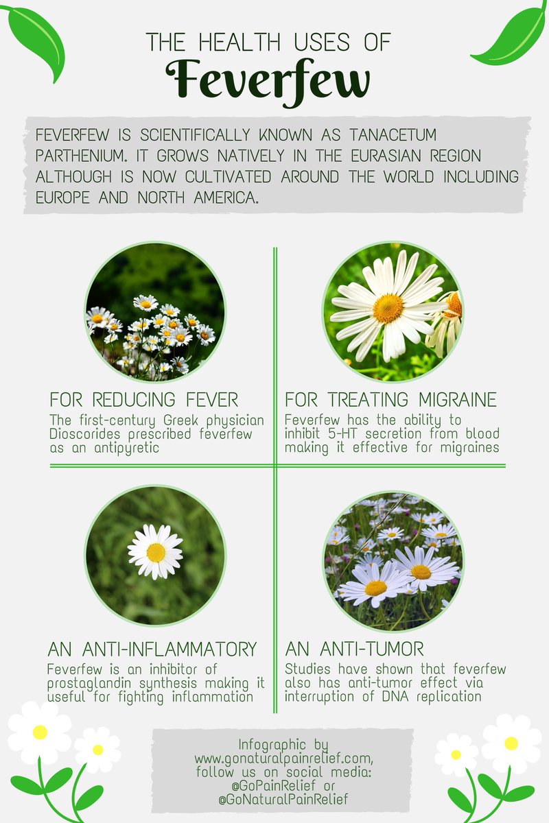 GoPainRelief's tweet photo. #feverfew #tanacetum #parthenium #daisy #daisyfamily #flowers #leaves #herbs #herbalhealing #allaboutherbs #herbsthatheal #healingherbs #painrelief #migraine #fever #inflammation #cancer #gonaturalpainrelief

Link - https://t.co/eYpGuhPQCC https://t.co/ON9Y1naeYY