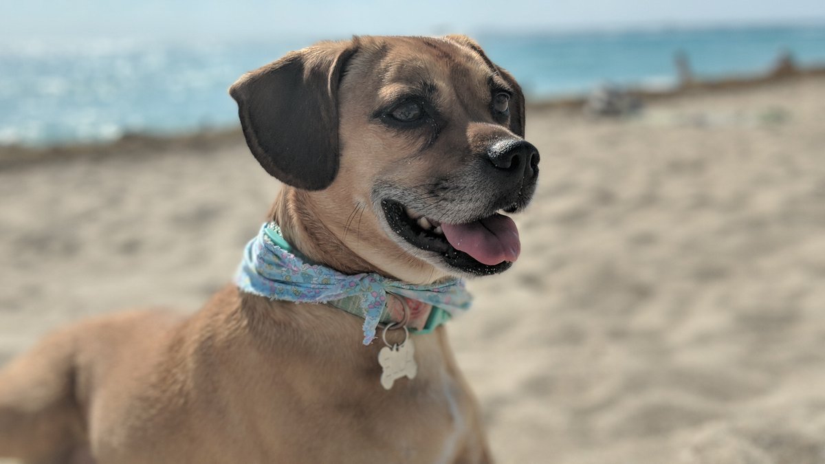 KatelynNewstate's tweet photo. Had some time for a little fun with the pups yesterday at the dog beach at Haulover Park. We LOVED it! 😎🐶🌴#Miami https://t.co/8PIuNFM2ge