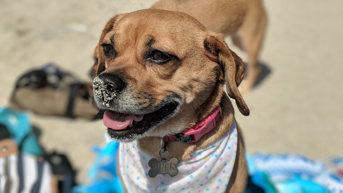 KatelynNewstate's tweet photo. Had some time for a little fun with the pups yesterday at the dog beach at Haulover Park. We LOVED it! 😎🐶🌴#Miami https://t.co/8PIuNFM2ge