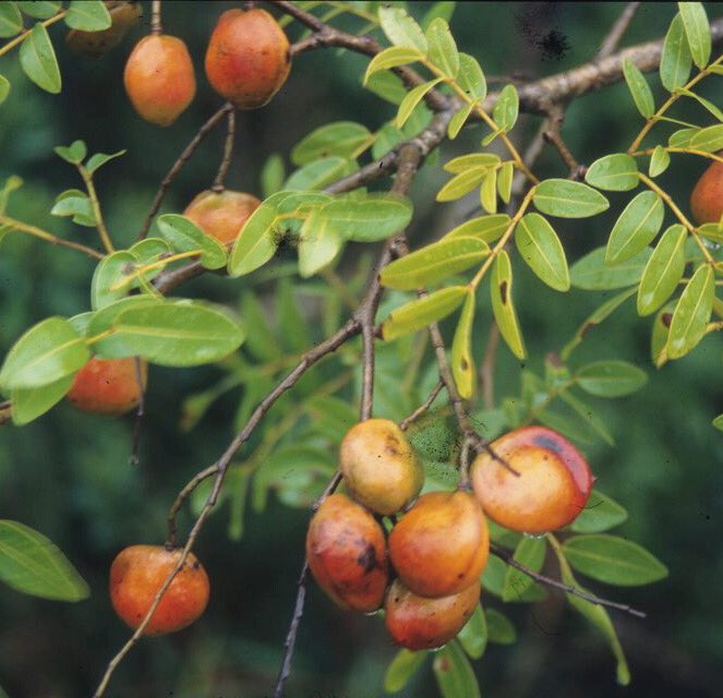 OilySarah's tweet photo. Copaiba 🍃🍑
-Harnesses four types of copal resin to create an oil with 60% beta-carophyllene to provide soothing effects similar to CBD oil
-Interacts directly w/ CB2 receptors much more powerfully than that of CBD oil
-No THC or psychotropics so properties are safe for children https://t.co/dlrxZwdSP5