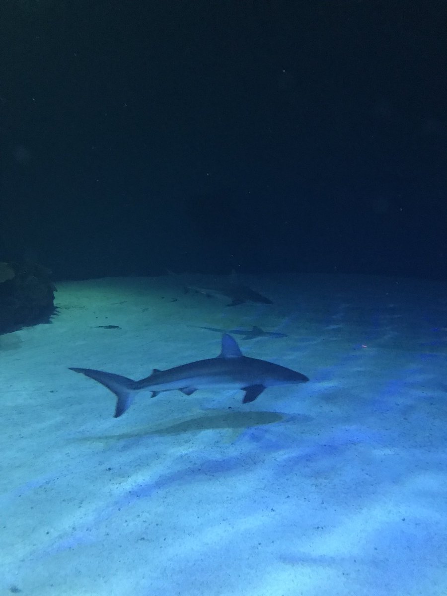 dixinco's tweet photo. Shark reef‼️🐟🦑🐡🐠🐟🐙#SpringBreak2018 #Vegas #SpringBreak @kfedix https://t.co/52HpTK3ahb