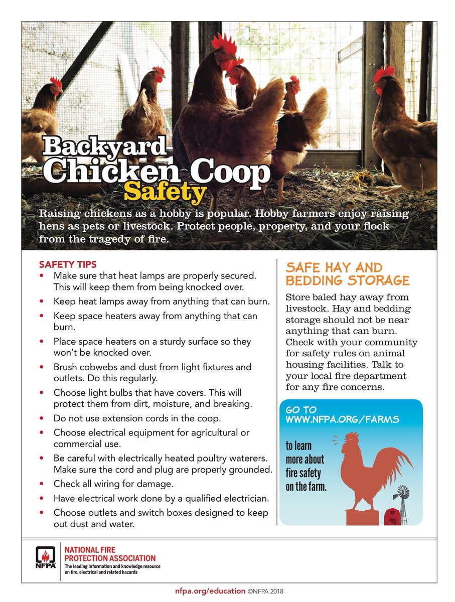 Chicken Bird For Adoption In Las Vegas Nevada Dino Petcurious