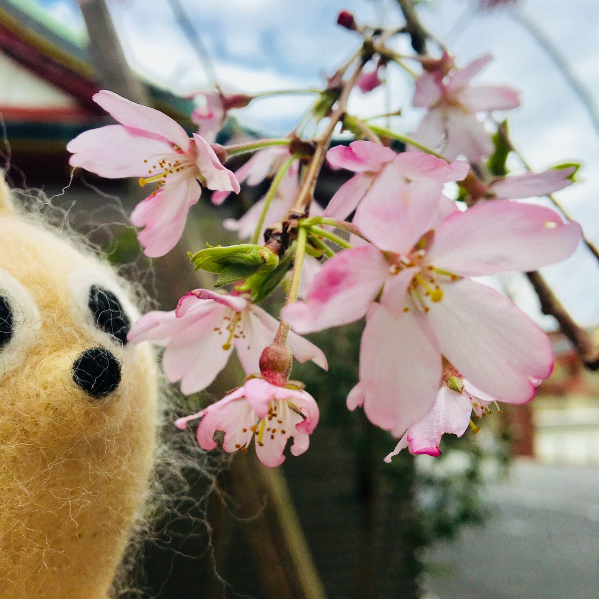 coatibreak's tweet photo. いよいよ桜シーズン到来だね！通勤時間が楽しみになるんだ！

#桜 #お花見 #春 #さくら #お散歩 #四季 #コーティーブレイク #休憩中 #休憩 #ブレイクタイム #ひと息 #ゆるキャラ #コーティー #yuruchara #アカハナグマ #coati #animal #kawaii #japan https://t.co/Fa4tw0ORgC