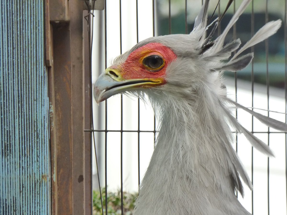 上野動物園 公式 東園でタンチョウやオグロヅルと並び展示されているこの鳥 ご存知ですか 頭のうしろの特徴的な冠羽 かんう そのスラリとした外見 思わず見とれてしまう方も多いのでは その名も ヘビクイワシ といいます