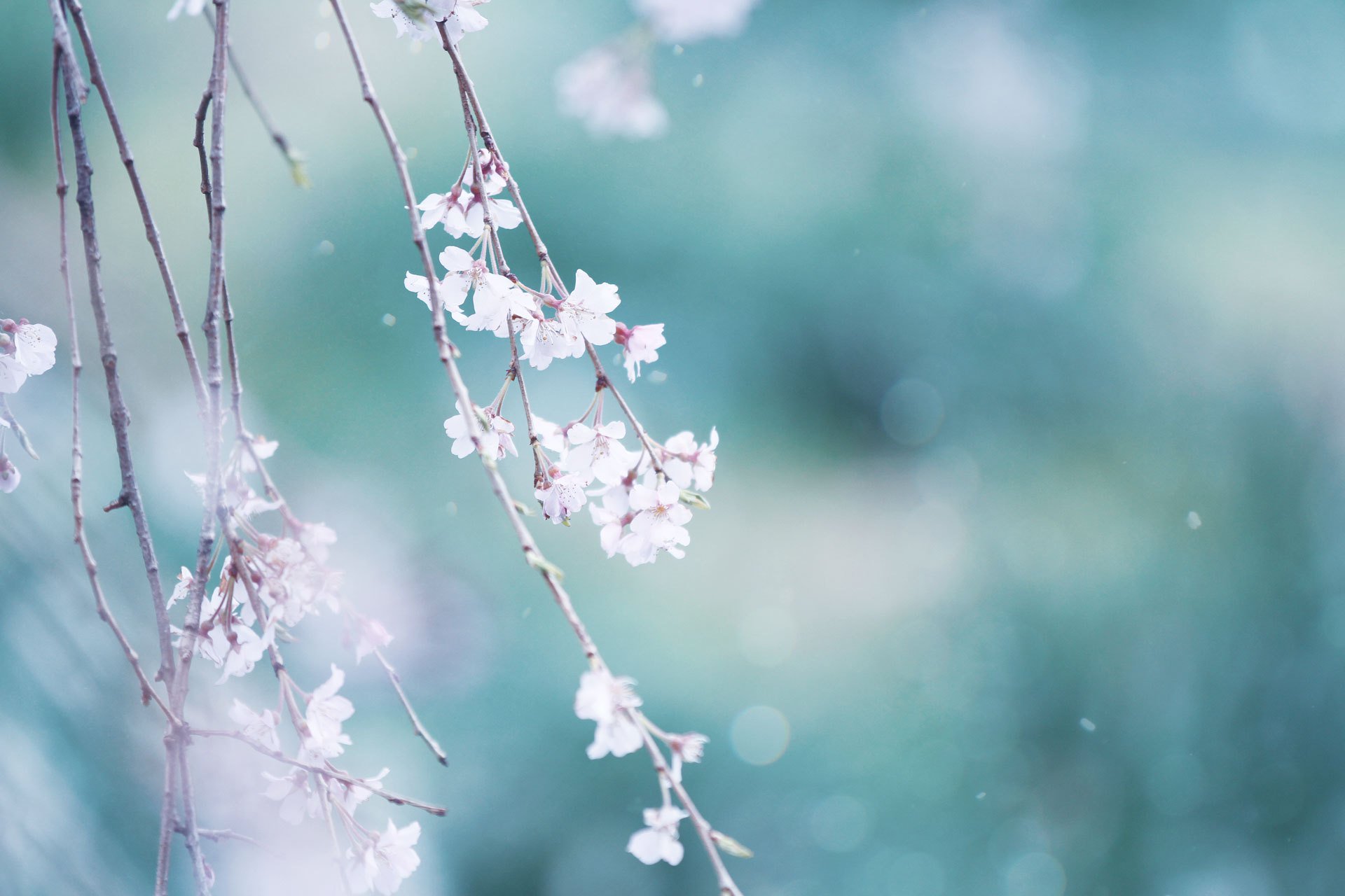 Neo Himeism さくらの日 桜の美しい数え方 蕾 個 こ いっ個 に個 花 輪 りん いち輪 に輪 輪のまとまり 房 ふさ ひと房 ふた房 枝 枝 えだ ひと枝 ふた枝 花弁 枚 まい いち枚 に枚 散る花弁 片 ひら