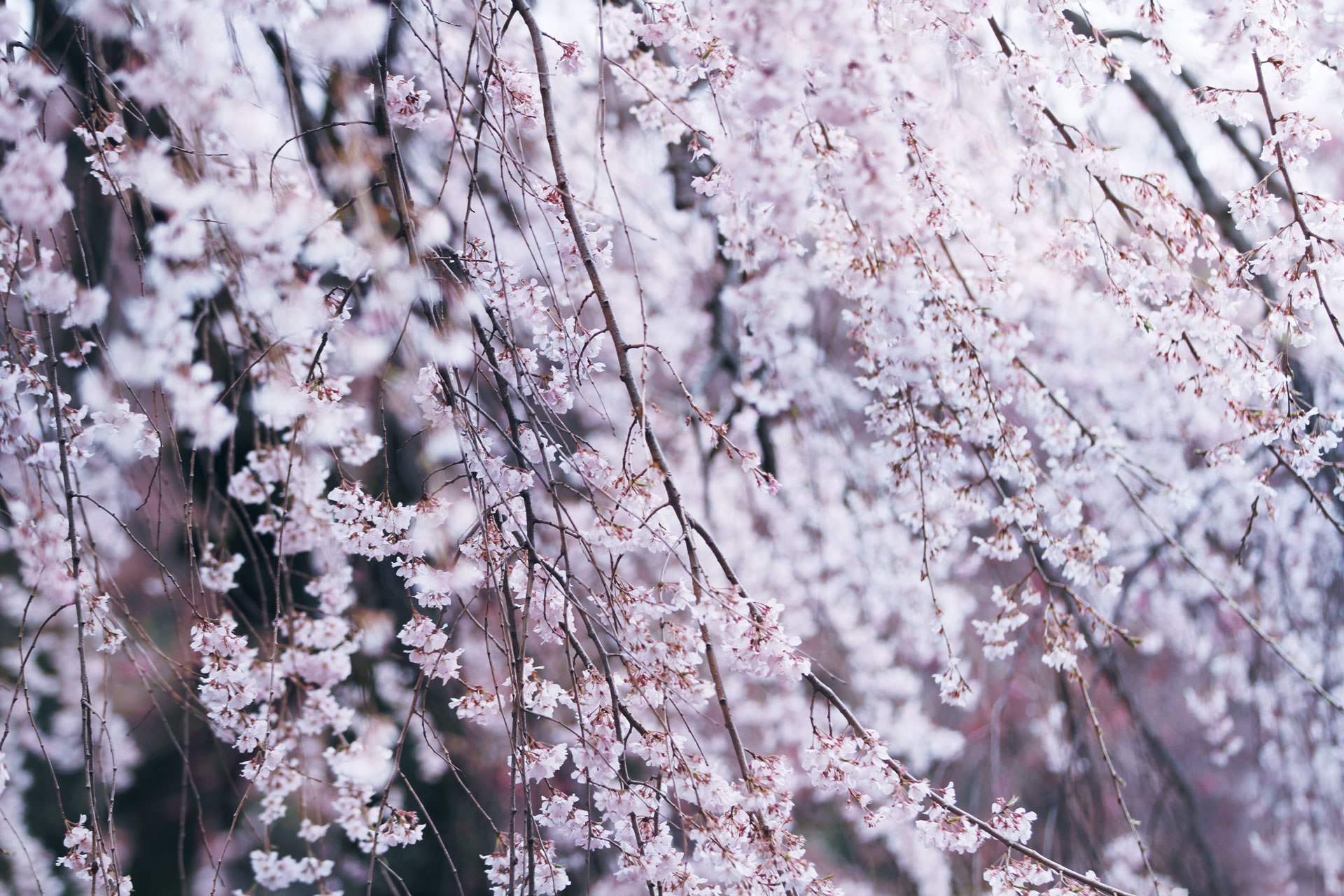 Neo Himeism さくらの日 桜の美しい数え方 蕾 個 こ いっ個 に個 花 輪 りん いち輪 に輪 輪のまとまり 房 ふさ ひと房 ふた房 枝 枝 えだ ひと枝 ふた枝 花弁 枚 まい いち枚 に枚 散る花弁 片 ひら