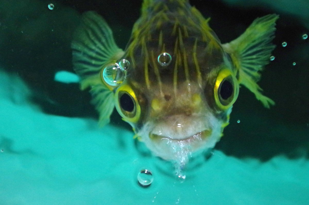 Twitter 上的 葛西臨海水族園 公式 魚達の正面顔シリーズ 東京ズーネットの募集していたアオヤガラ ではありませんが 世界の海 エリア グレートバリアリーフ 水槽のヘラヤガラです これでもよければどうぞ T Co Dejeo6fgs5 かさりん