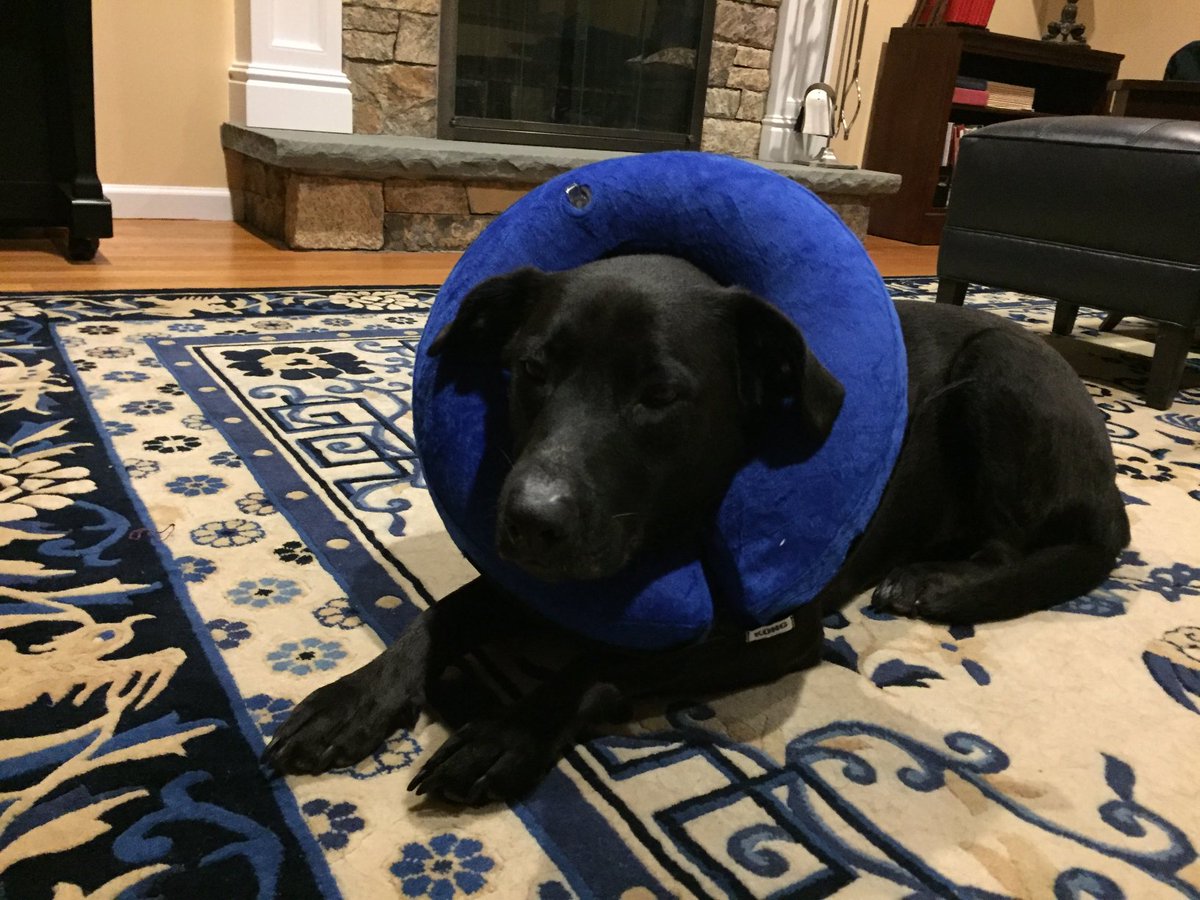 IAmWillDL's tweet photo. Shadow has competed in a bunch of down to the wire match ups this run, let's see if her experience can bring her over the edge #VoteShadow #mtgdogs  https://t.co/N4xBHbrZYk https://t.co/7ELavDj3wo