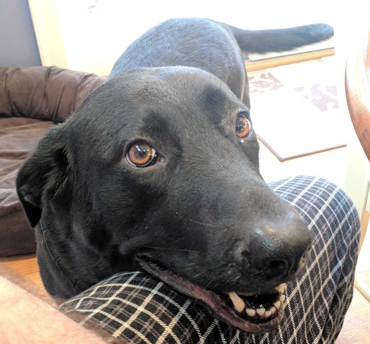 dixonij's tweet photo. @Card_Kingdom #VoteShadow #MTGDogs https://t.co/sKsHb9siJ3