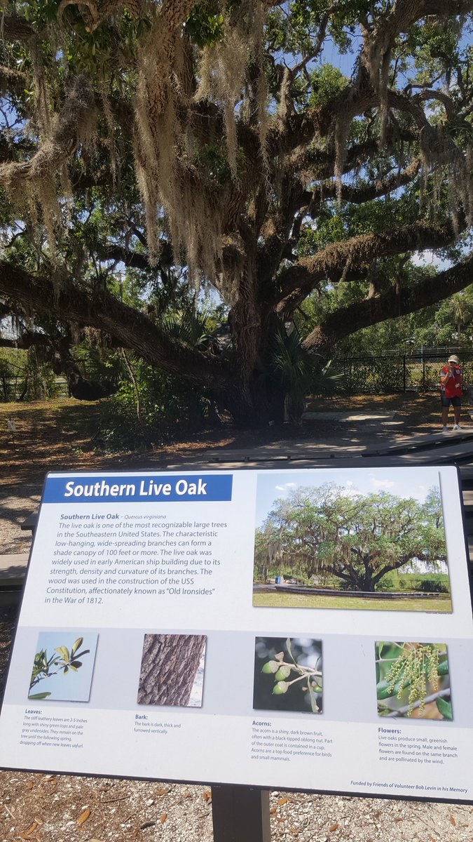 love these trees at Manatee Park, Fort Myers #SouthernBeauty