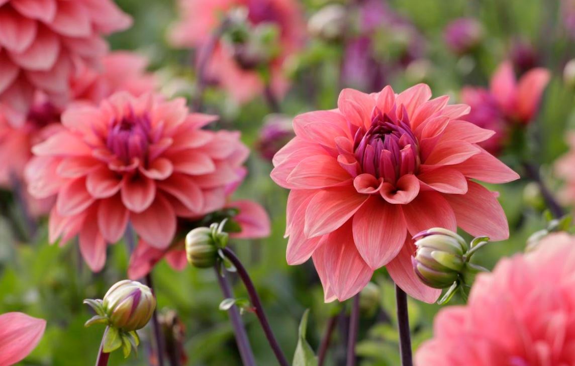 Are you planting #dahlias now for a beautiful summer #garden? Great tips + steps from <a href="/LFGardens/">Longfield Gardens</a> ow.ly/IoLp30javUS Pictured: Dahlia Decorative American Dawn (talk about a beauty!)